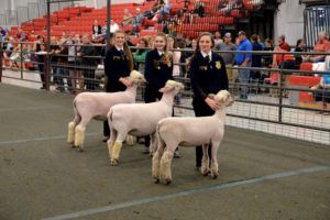 Lamb Show Entry Deadline
