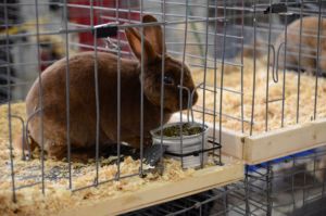 Mosaic Youth Rabbit Show Entry Deadline