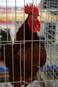 Mosaic Youth Poultry Show Entry Deadline